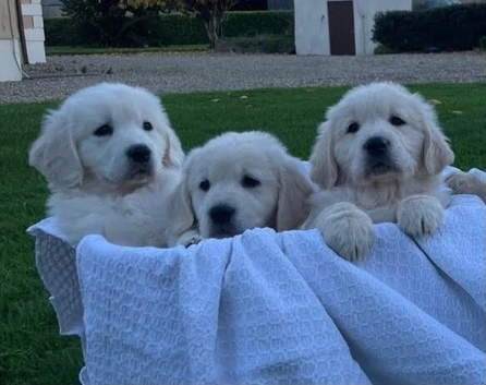 * BEAUTIFUL GOLDEN RETRIEVER PUPPIES - 2 MALES & 2 FEMALES *