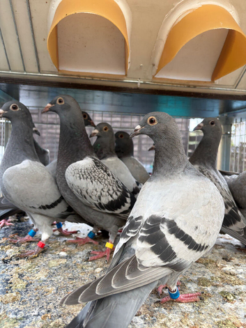 Babies Racing pigeons  2026