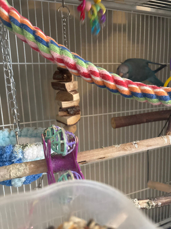 Blue Quaker parrot