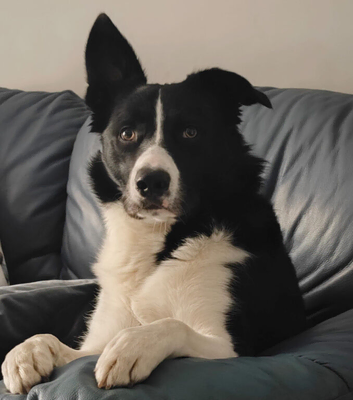 Male, short haired border collie