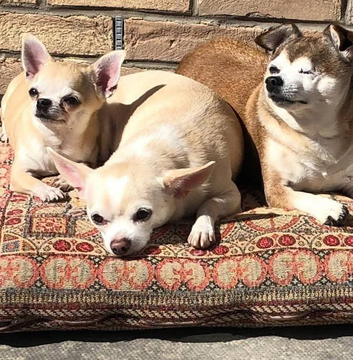 Short coat chihuahua
