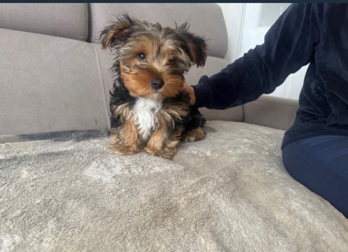 18 week old Yorkshire terrier