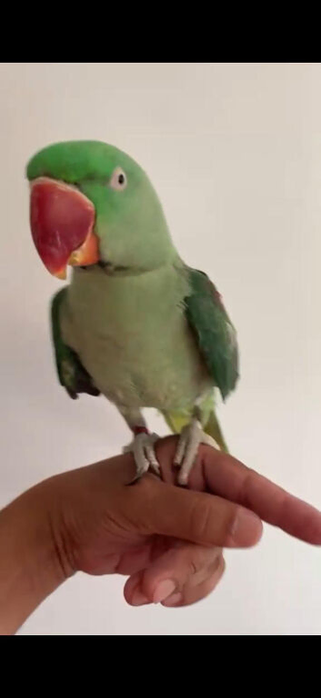 Baby alexandrine