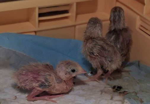 Zebra finches, benglese, canaries and baby quail