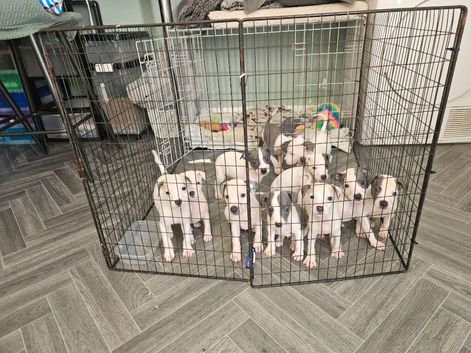 Whippet/blue staffy puppies