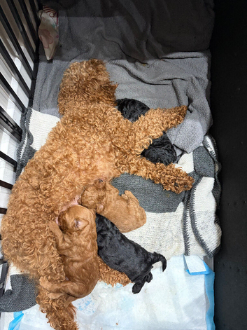 Cockapoos stunning litter