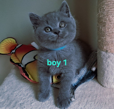 British shorthair kittens