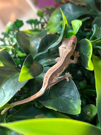 Lilly white crested gecko
