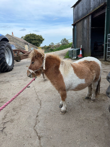 Little popit miniature Shetland