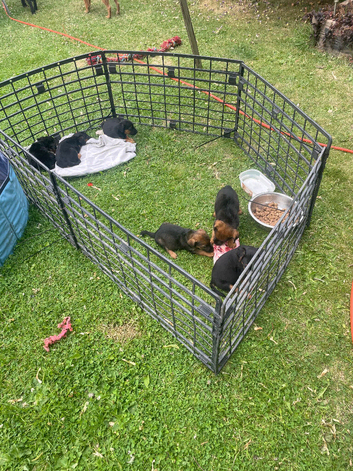 Black and Tan Lakeland patterdale puppies