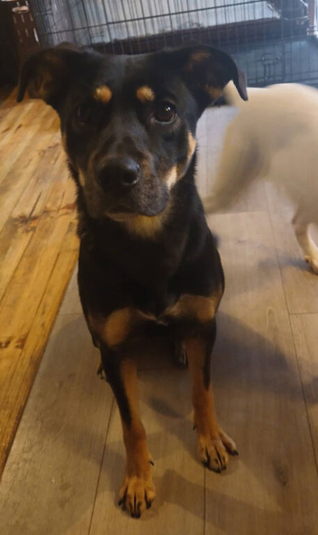 German shepherd x cane corso