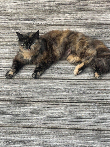 Calico cat and ginger cat for rehoming