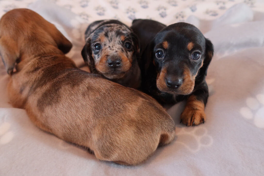 Stunning mini dachshund puppies