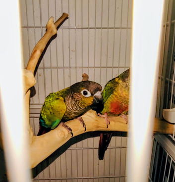Gorgeous Pair Of Tame Conures With Baby