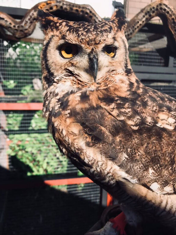 Beautiful unrelated pair of Spotted African Eagle Owls