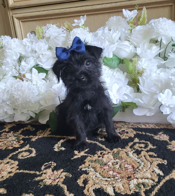 Yorkshire terrier puppies yorkie x