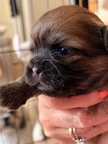 Stunning Shih Tzu pups