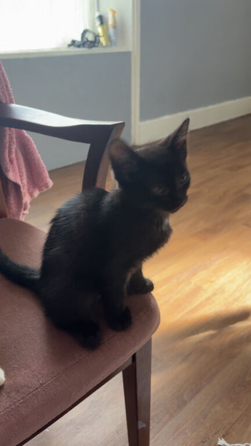 2 black kittens