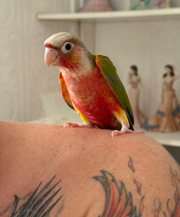 Baby hand reared conure