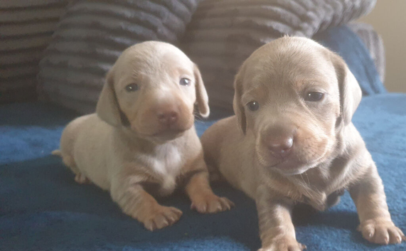 Beautiful miniature Dachshunds