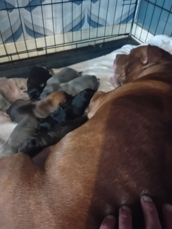 Puppies