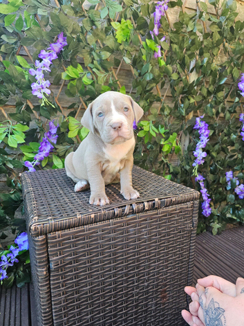 North American mastiff x &ndash; Blue, Merle & Dilute Lines