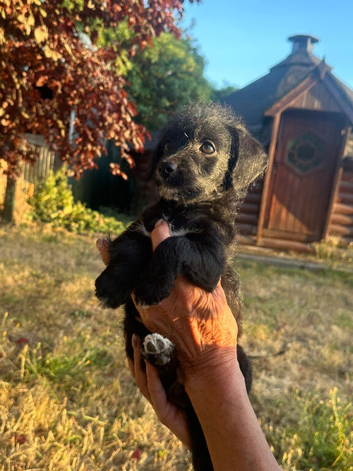 Beautiful jackapoo puppies