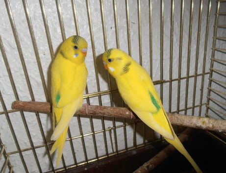Baby Budgies