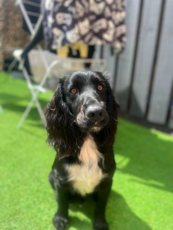 Cocker spaniel
