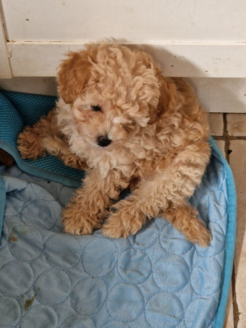 Cavapoo Puppies looking for their forever home - Cheltenham