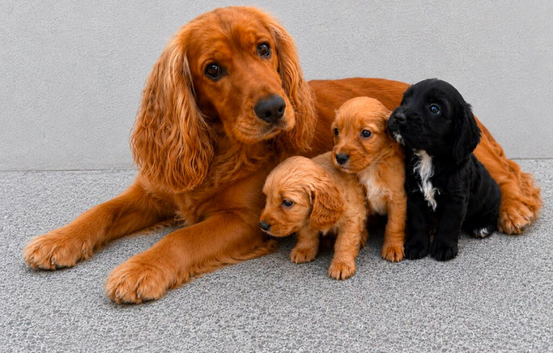 Cockapoo puppies