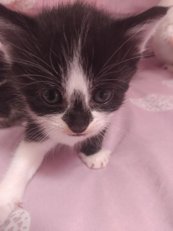 Bengal Cross Kittens 2 little girls left