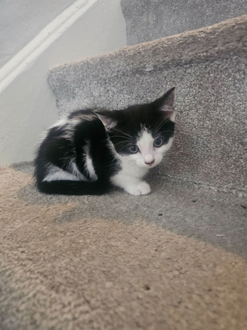 Gorgeous kittens ️