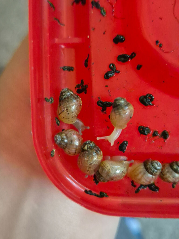 jade & normal Giant African Land Snail babies