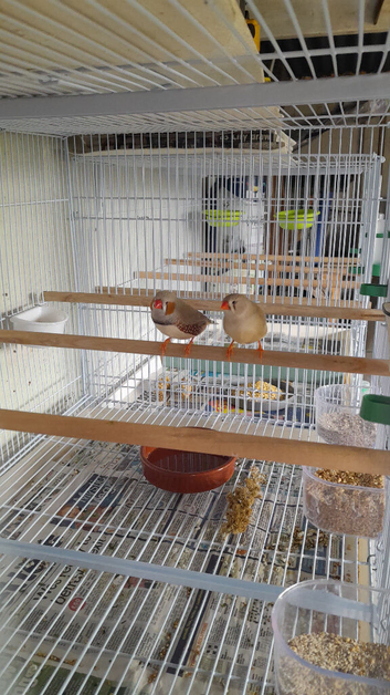 1 pair fawn zebra finches