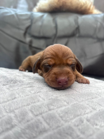 Dachshund puppies