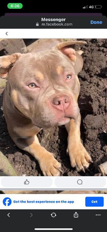 Pocket Bully Girl 1year Old