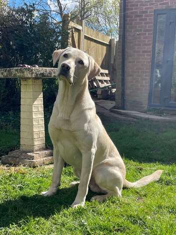 My dog Leo is ready to to have a girlfriend