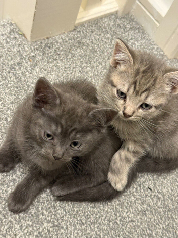 3 amazing fluffy kittens