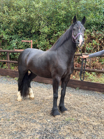 Quality & classy Welsh D Mare