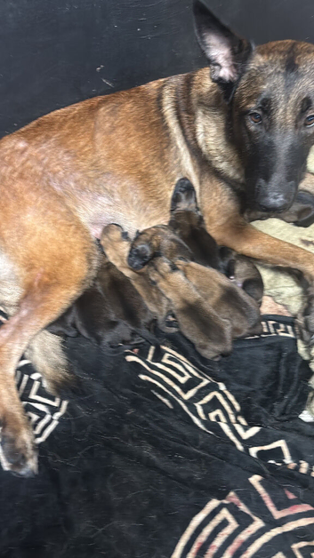 Belgian malinios x German shepherd