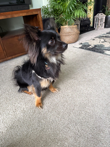 Long haired chihuahua for stud