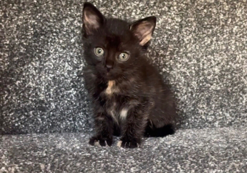 FREE Little girl looking for loving home