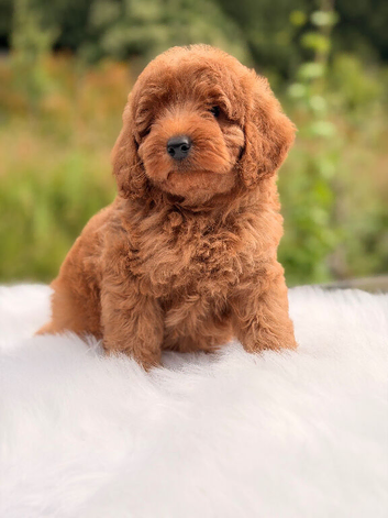 F1B cavapoo pups