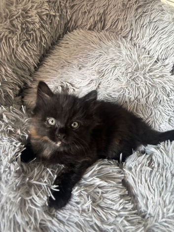 Kittens ready to go now