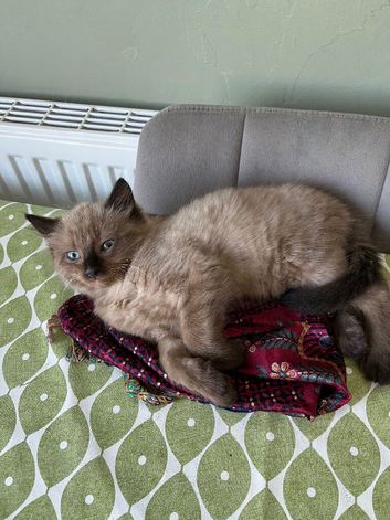 Male kitten