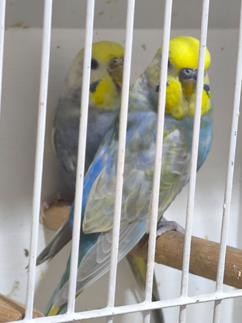 A pair of rainbow budgies