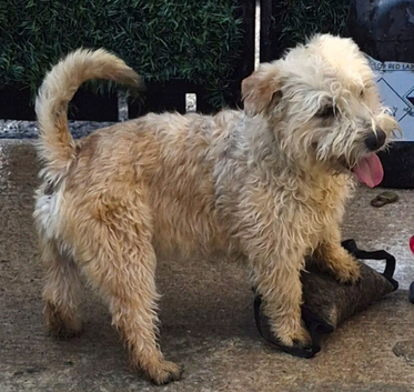 Two Glen of amaal Terriers pups