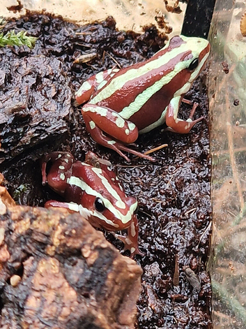 Phantasmal dart frogs