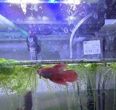 5 x female Betta